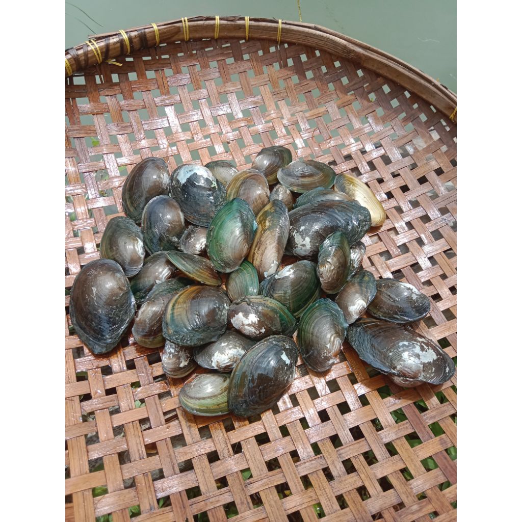 Kerang Kijing Kerang Air tawar Kerang Lumpur 1kg