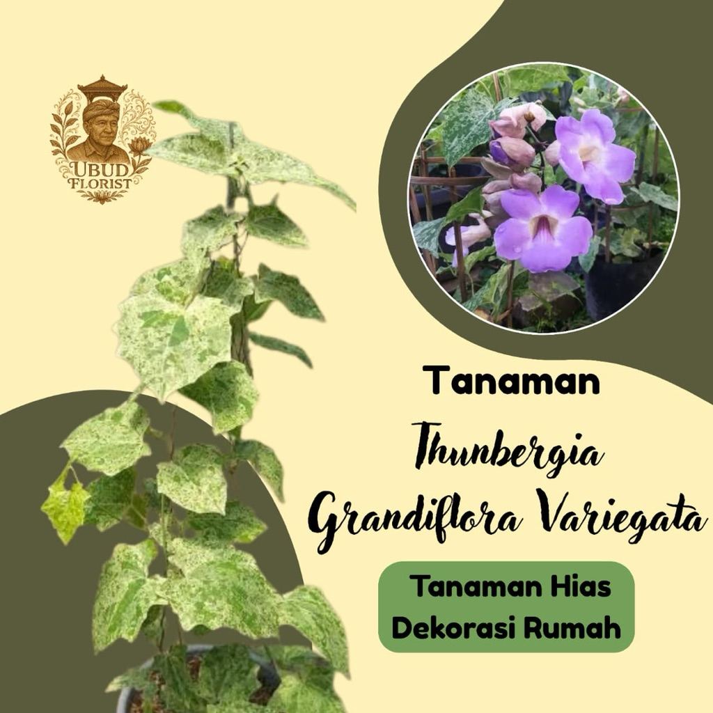 Tanaman thunbergia grandiflora variegata - thunbergia ungu varigata - tanaman hias bunga merambat mu