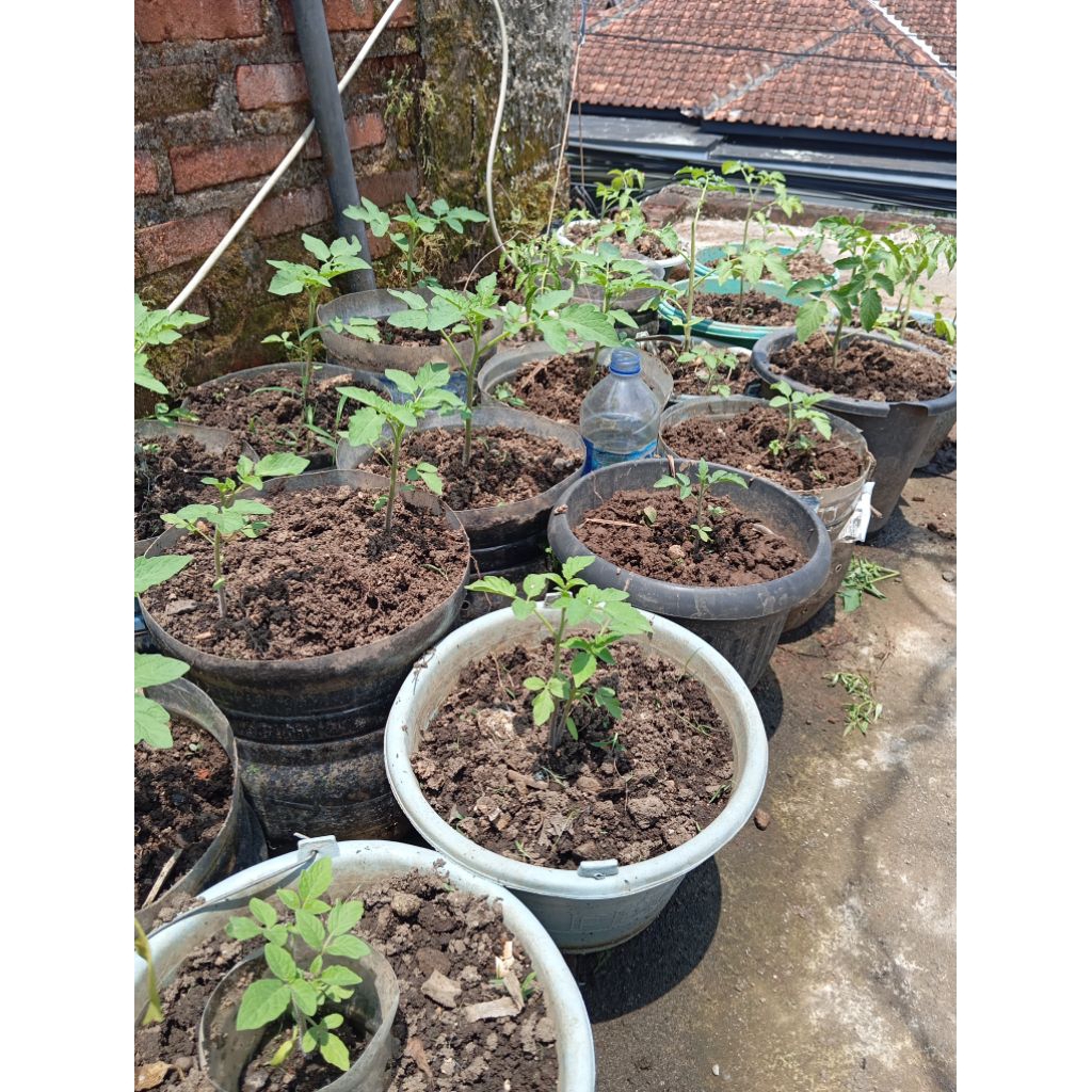 Bibit Hidup - Tomat Apel