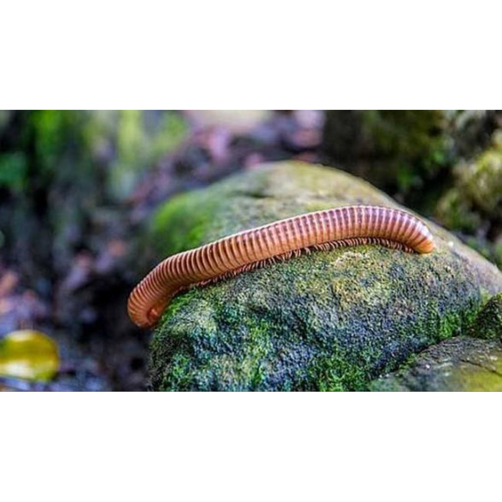 luwing / kaki seribu / Diplopoda hidup