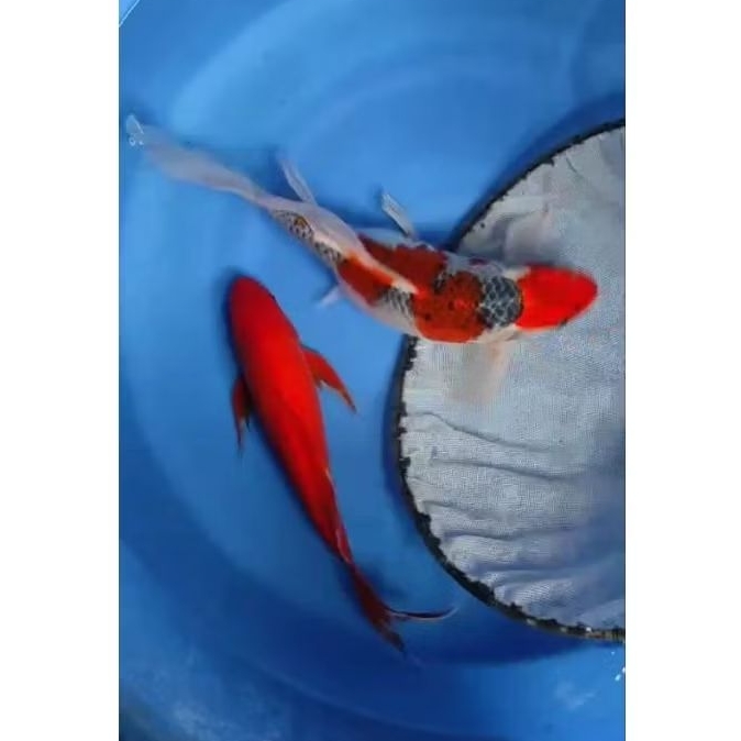 KUMPAY BENIGOI KOI BLITAR MARUTEN GHOSHIKI DOITSU SISIK