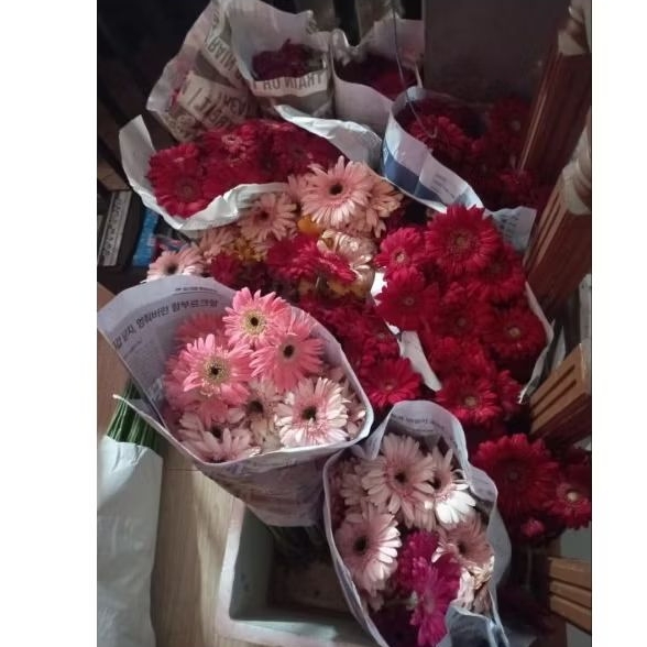 BUNGA GABRELA/HEBRAS