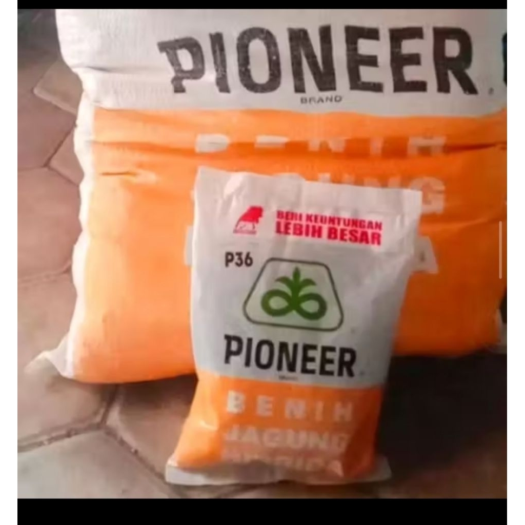 BENIH JAGUNG HIBRIDA PIONEER P36 KEMASAN 1KG ORRIGINAL