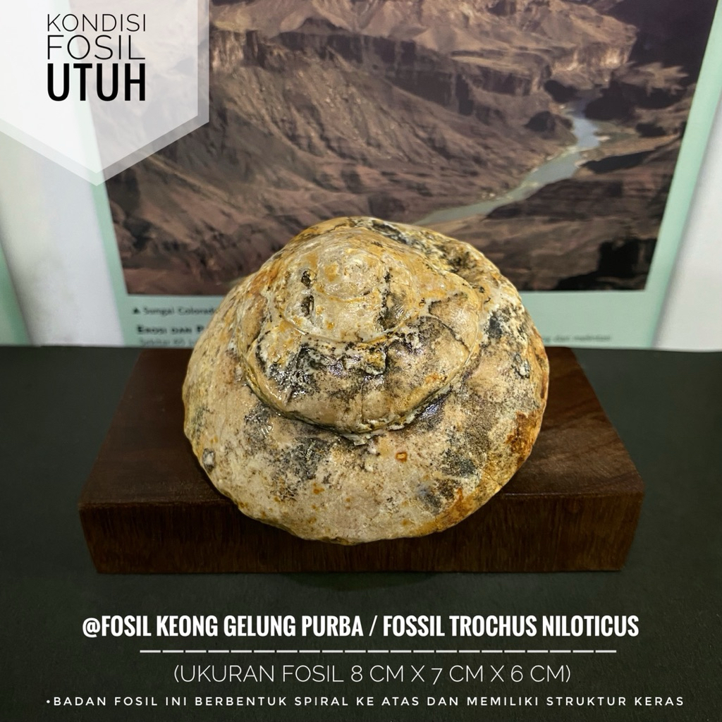 Fosil Keong Gelung Purba Natural atau Fossil Trochus Niloticus atau Fosil Kerang atau Fosil Gastropo