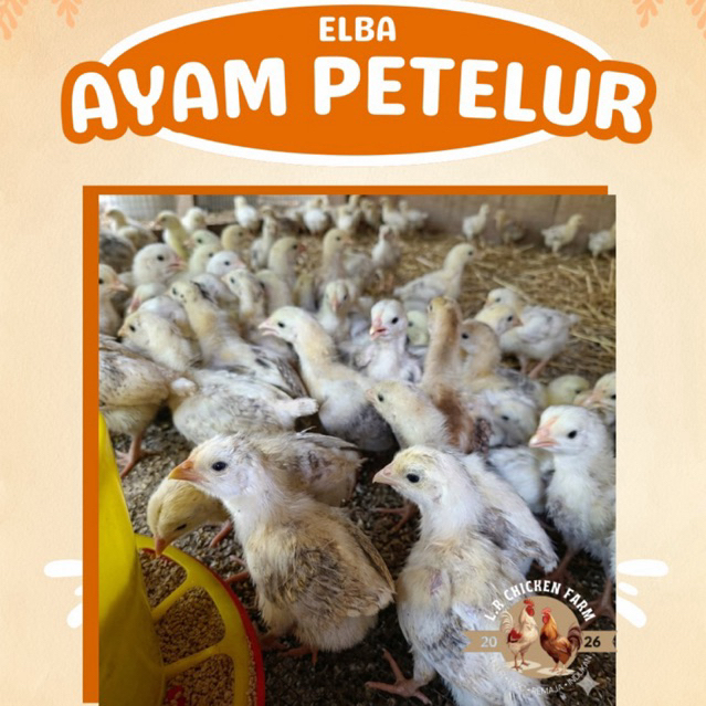 Ayam Petelur Elba usia 1-2 minggu | ayam kampung petelur DOC