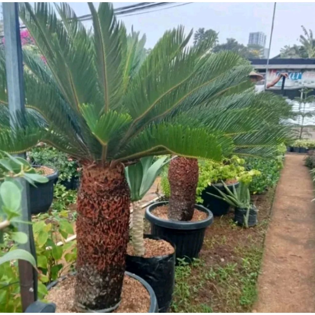 Pohon Palm Sikas/ Tanaman Palem Sikas/ Pohon Pelindung Palem Sikas Tinggi 1-2m
