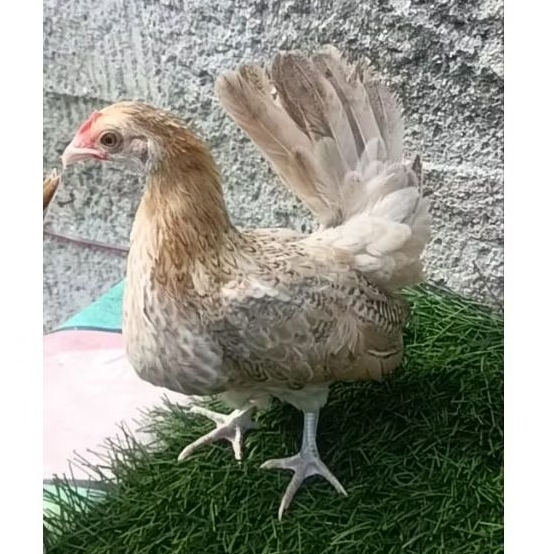 ayam kate betina muda