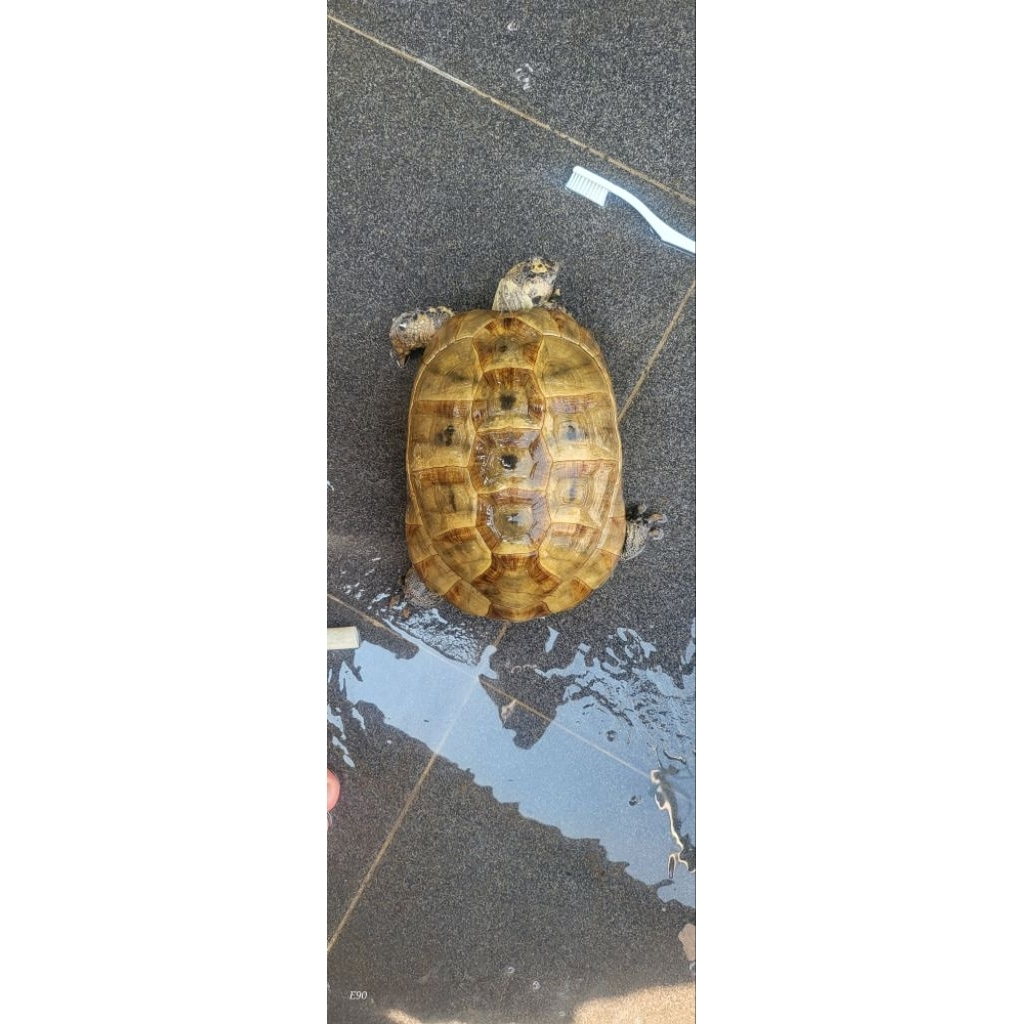 kura darat golden greek high yellow dewasa