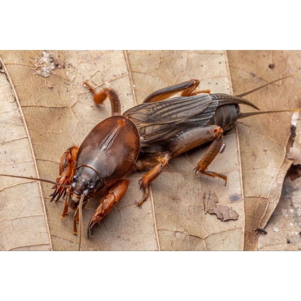 orong orong sawah umpan mancing ikan air tawar gacor per 20 ekor