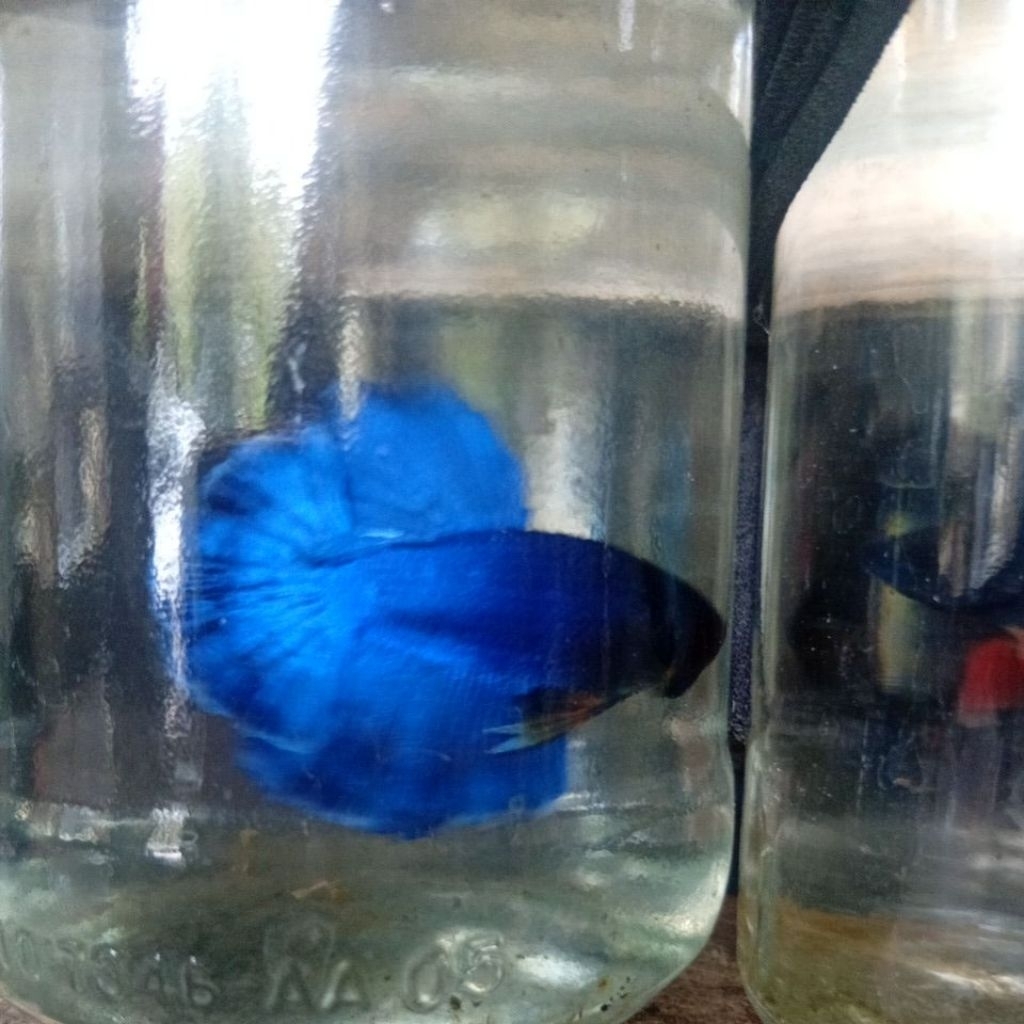 Ikan Cupang Hiasan FIMEL HM Warna Solid