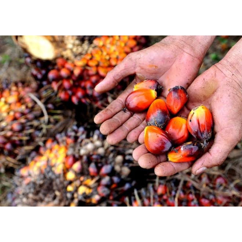 kelapa sawit umpan pancing gacor 30 biji