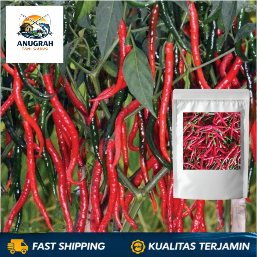 150 BIJI - BENIH CABAI MERAH KERITING EXTRA PEDAS LOKAL BANDUNGAN - BENIH CABAI - BENIH SAYURAN UNGG