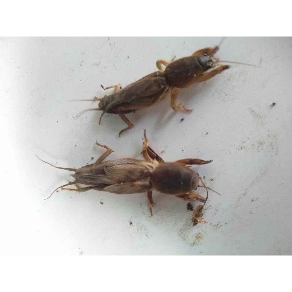 orong orong sawah umpan mancing ikan bawal atau lele gacor per 10 ekor