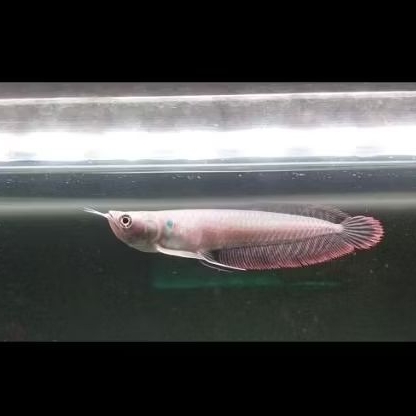 Ikan Arwana Silver Red 15 Cm