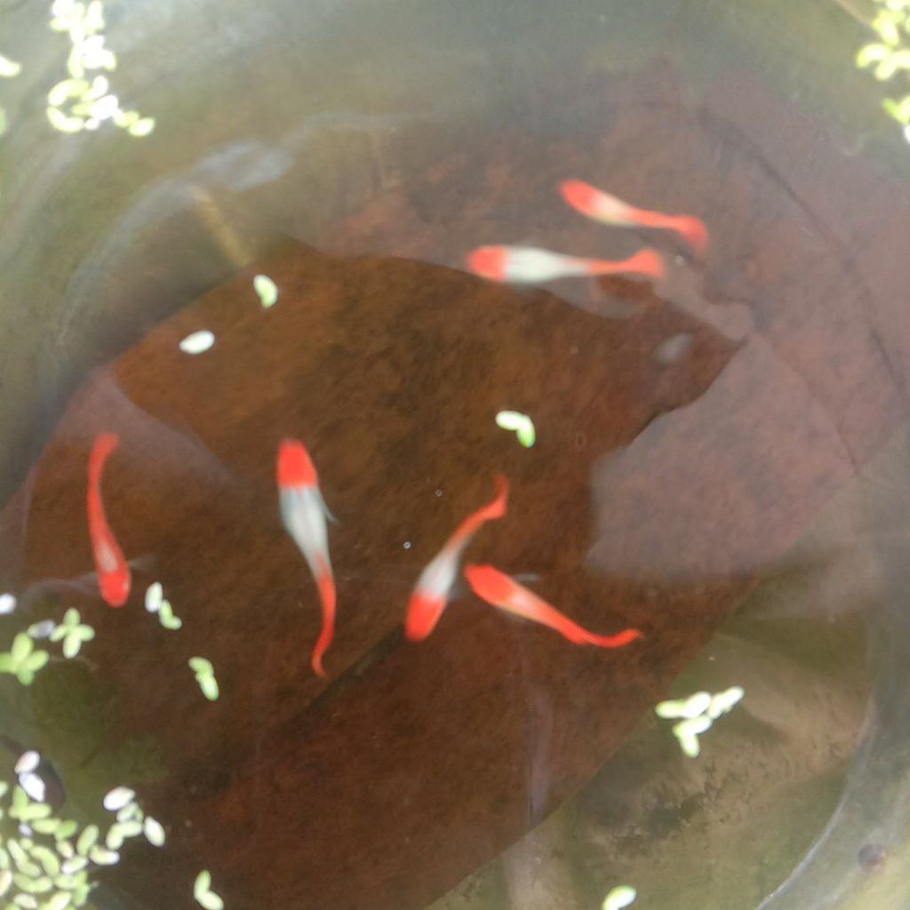 albino koi