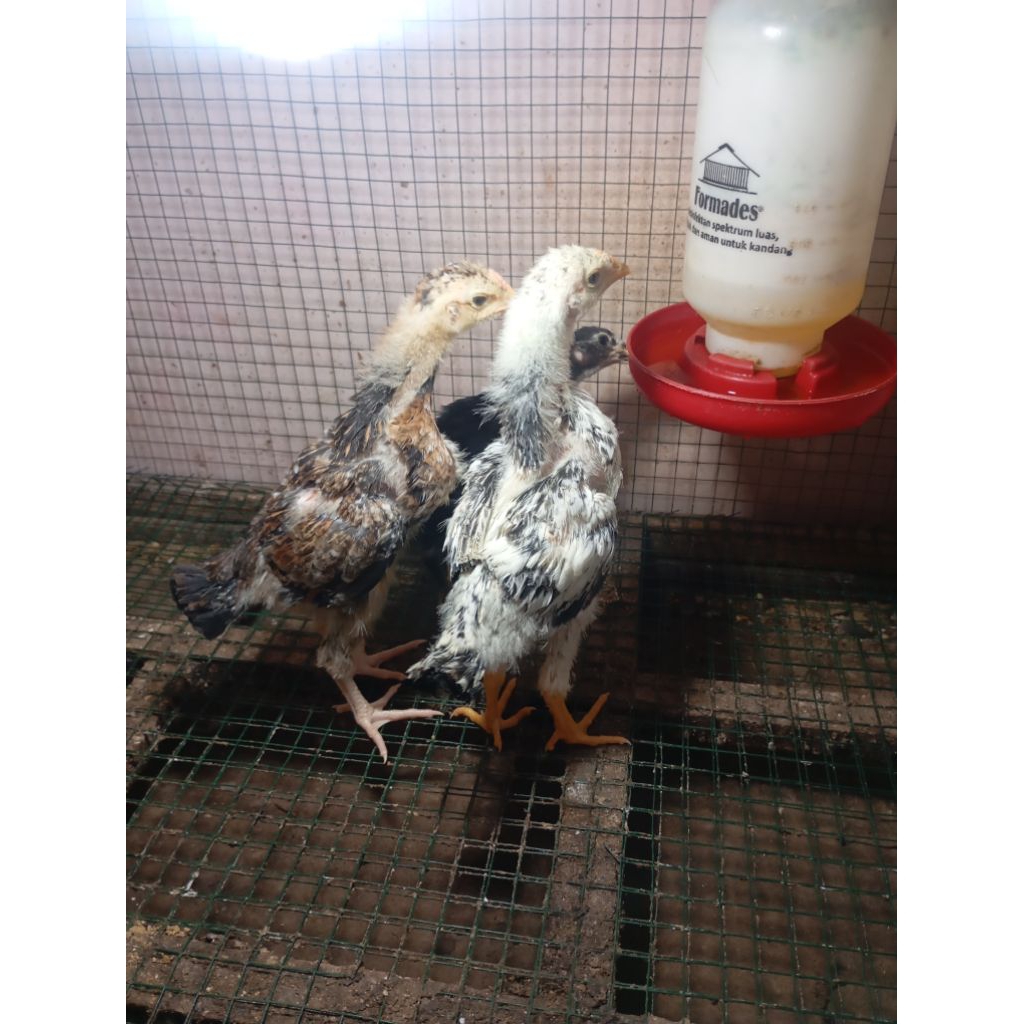 Ayam kampung anakan super di Jakarta