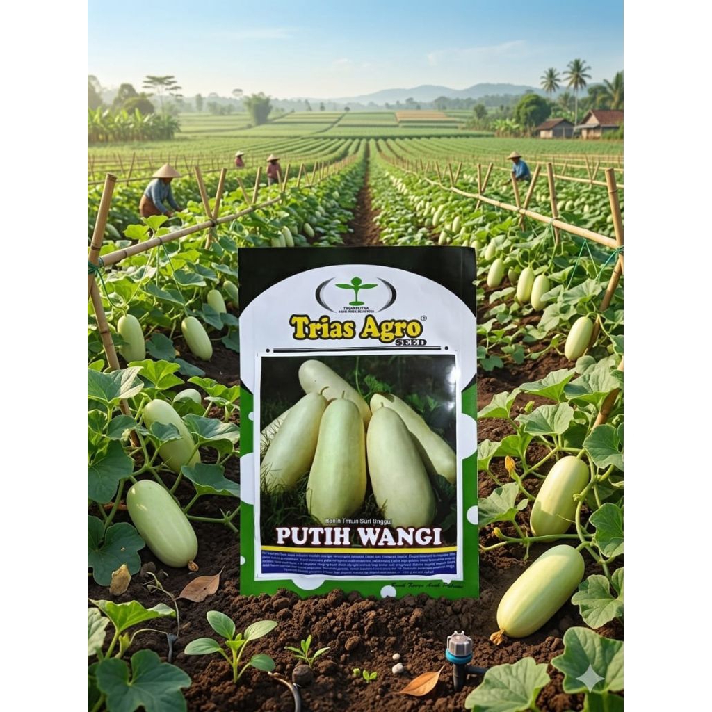 timun suri PUTIH WANGI 10gram