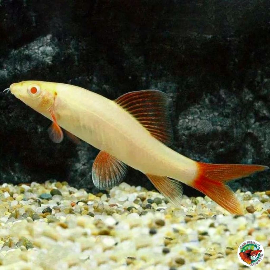 TERLARIS Redfine shark albino ikan hias air tawar untuk akuarium