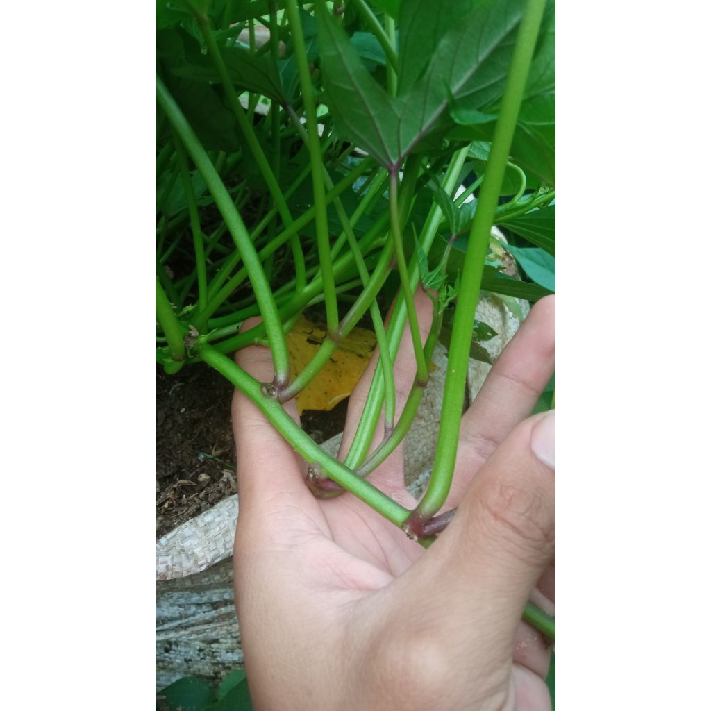 bibit ubi jalar, ubi ungu