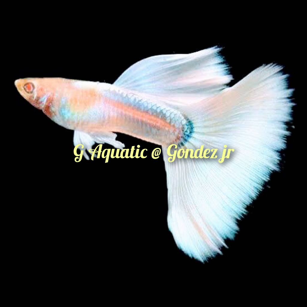 ikan guppy platinum