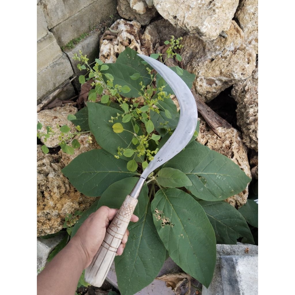 Terlaris Arit Rumput Murah Sabit Padi Ndorit Ranting