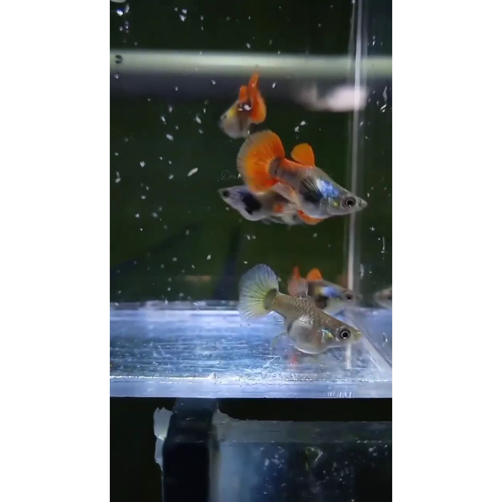 Guppy PRT short body ballon pasangan