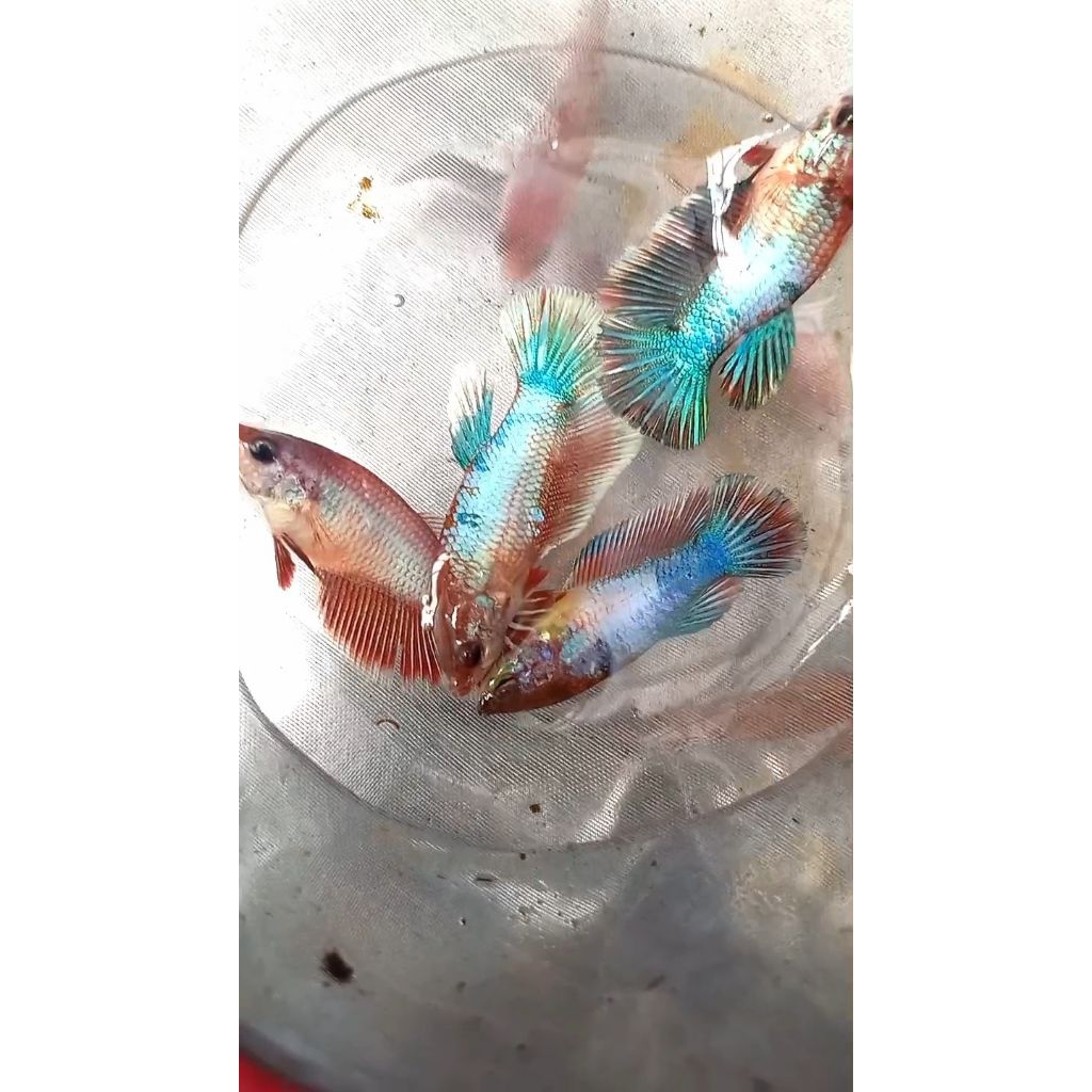 Cupang betina Halfmoon fancy