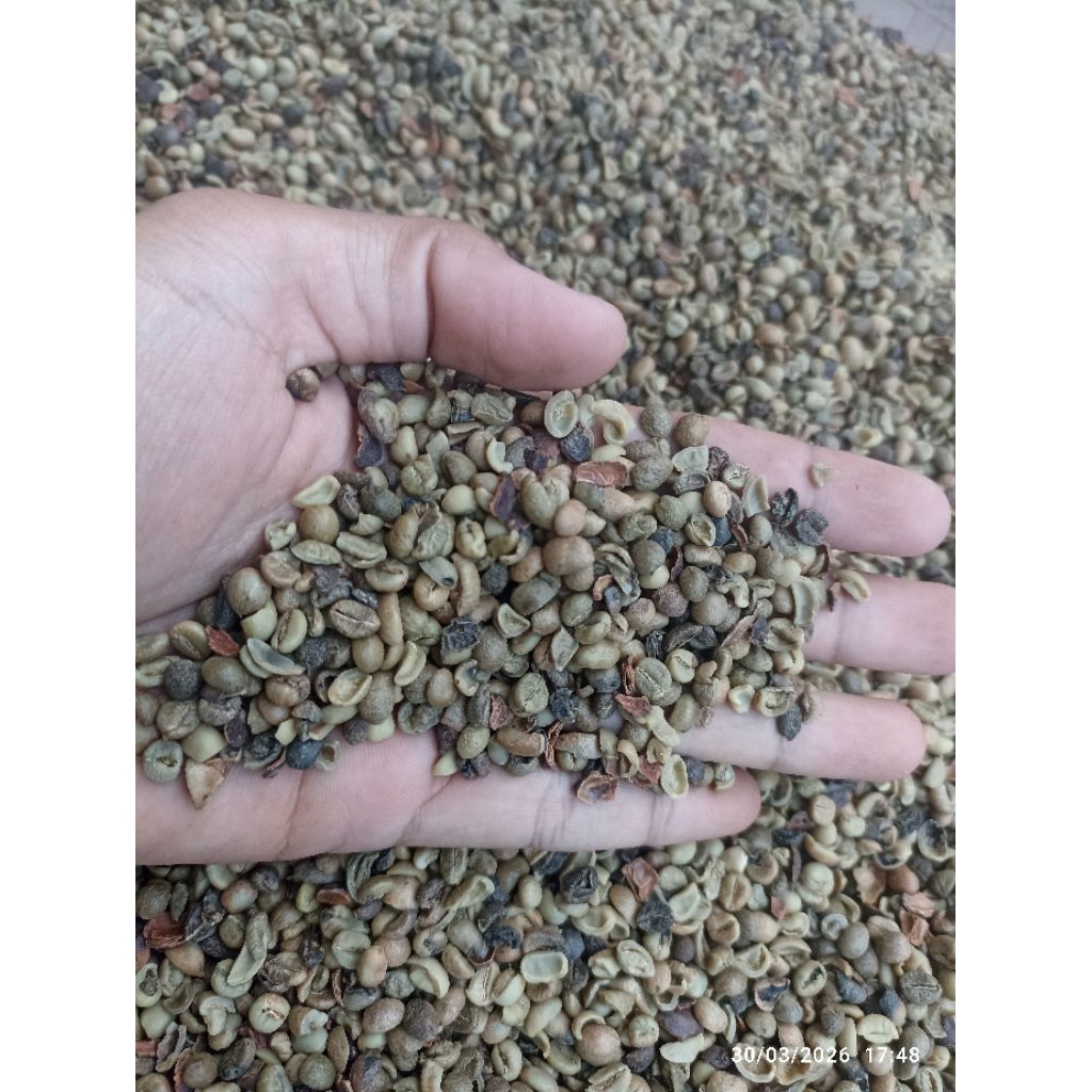 biji kopi mentah murah