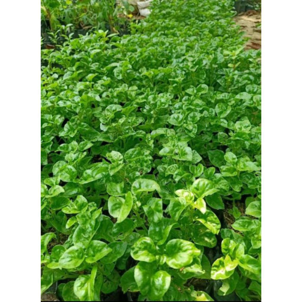 BIBIT BAYAM BRAZIL/TANAMAN BAYAM BRAZIL