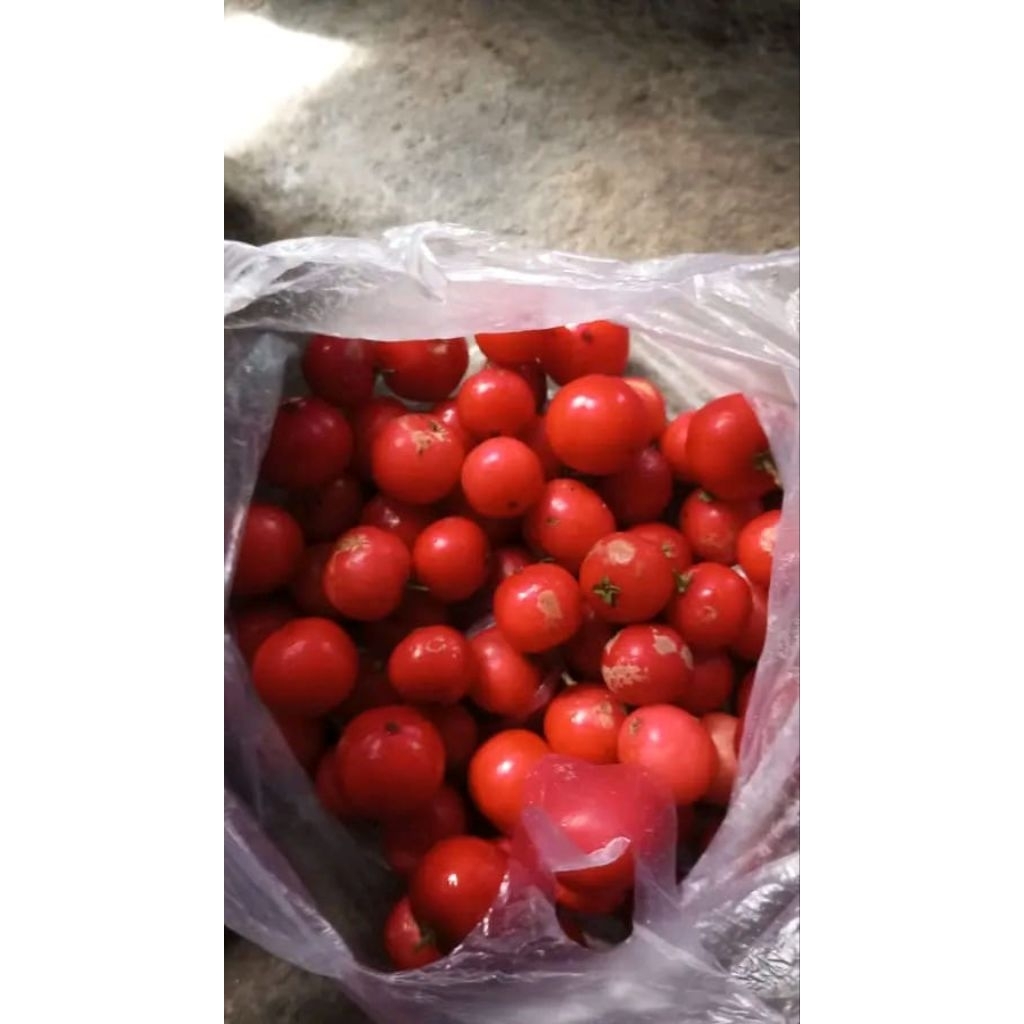 Buah loba lobi dadakan seger dan frees 1kg  500gram 250gram