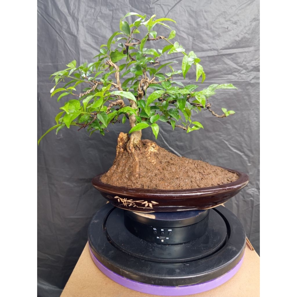 Bahan Bonsai Anting Putri - Anting Putri, Bonsai Anting Putri, Anput Bonsai