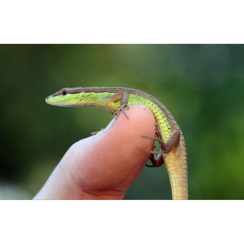 kadal rumput hewan peliharaan mainan anak per ekor