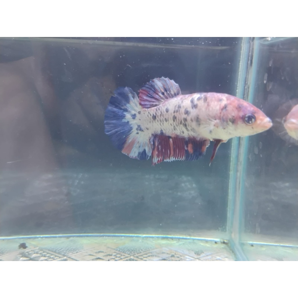 Cupang Giant Female BO 5.3-5.5