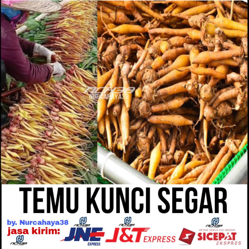 Temu kunci | Temu Kunci segar | TEMU KUNCI SEGAR 500 GRAM