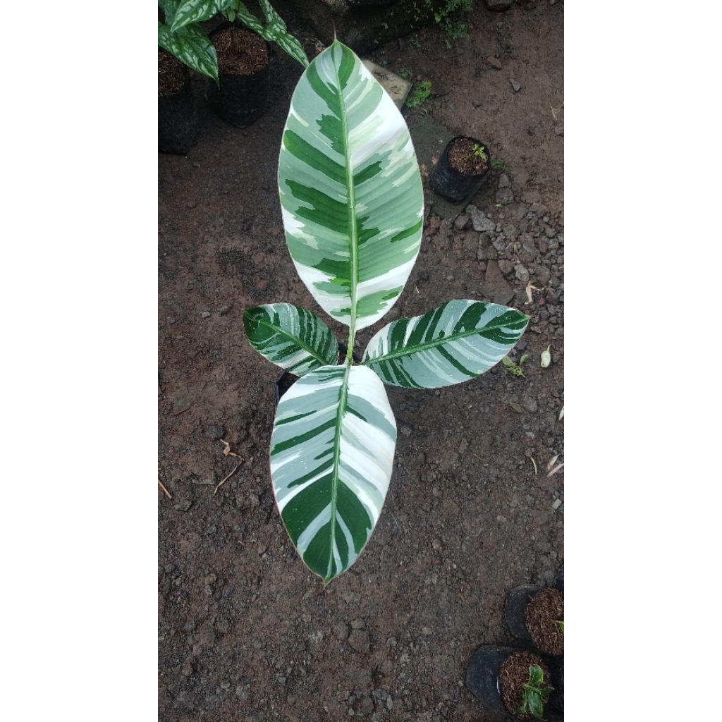 pohon pisang florida varigata paket