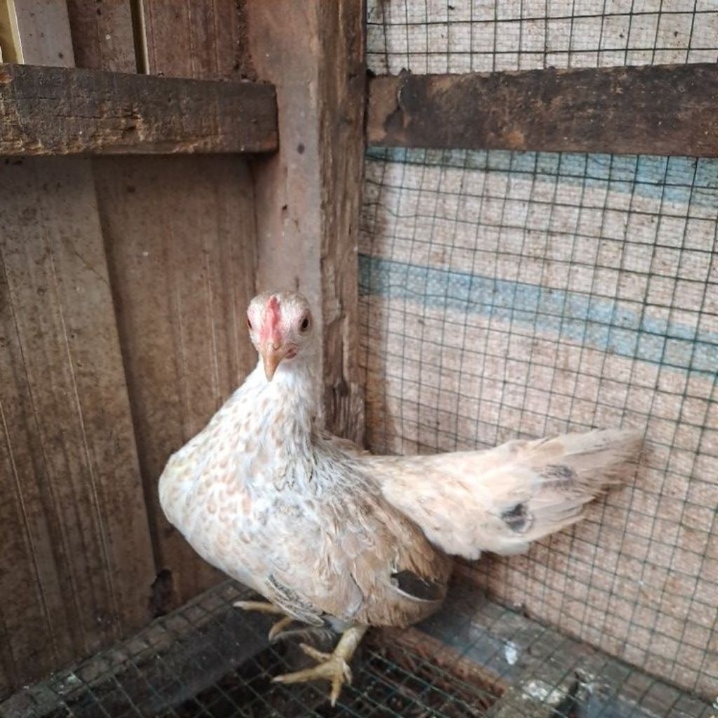 Ayam Kate Betina/Ayam Hidup/Ayam peliharaan