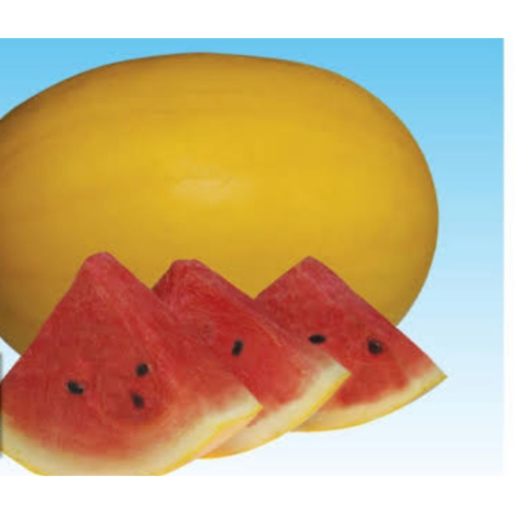 5 biji benih semangka golden kulit kuning daging merah
