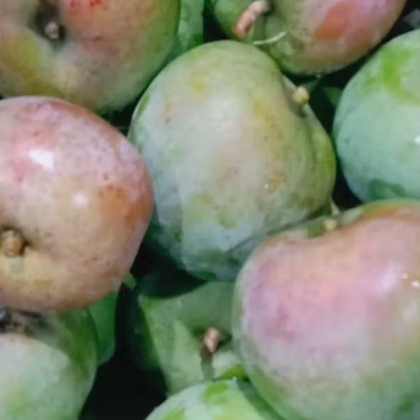 Mangga Apel Muda buat Rujak/kilo