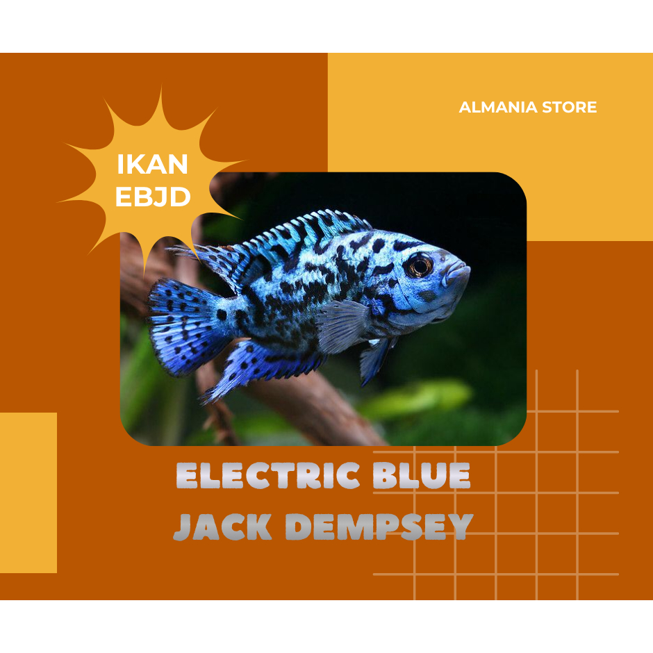 Ikan Hias Cichlid Electric Blue Jack Dempsey (EBJD) ukuran 3 cm & 5 cm