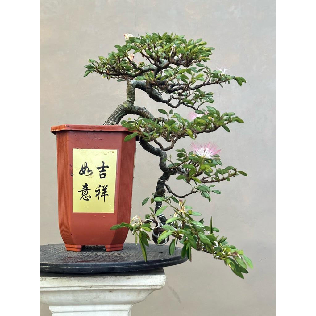 Bonsai kaliandra surinamensis medium