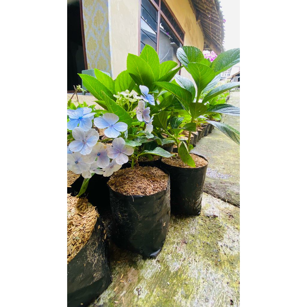 bunga pancawarna / bunga hortensia