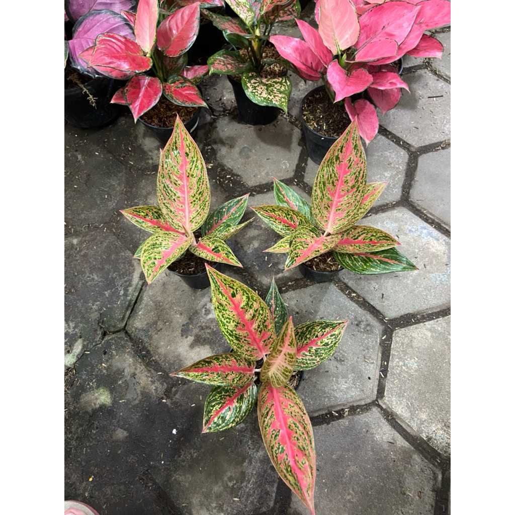 AGLAONEMA RED LEGACY