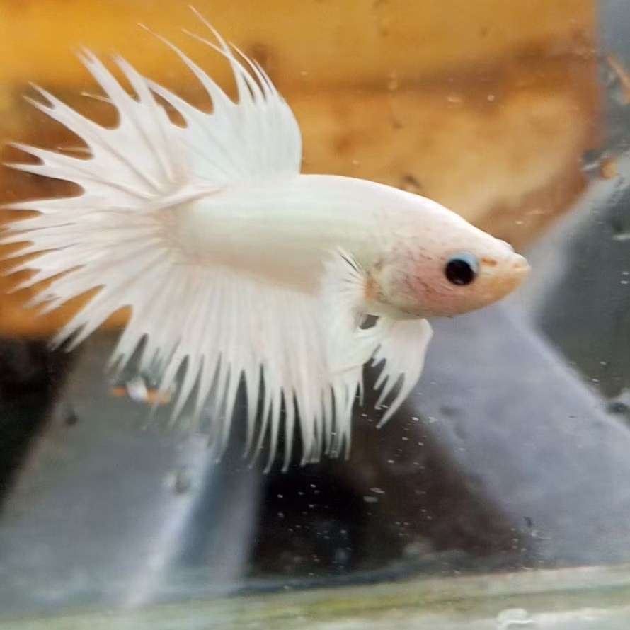 CT WP Crowntail White Platinum Sisir Serit Putih Mulus