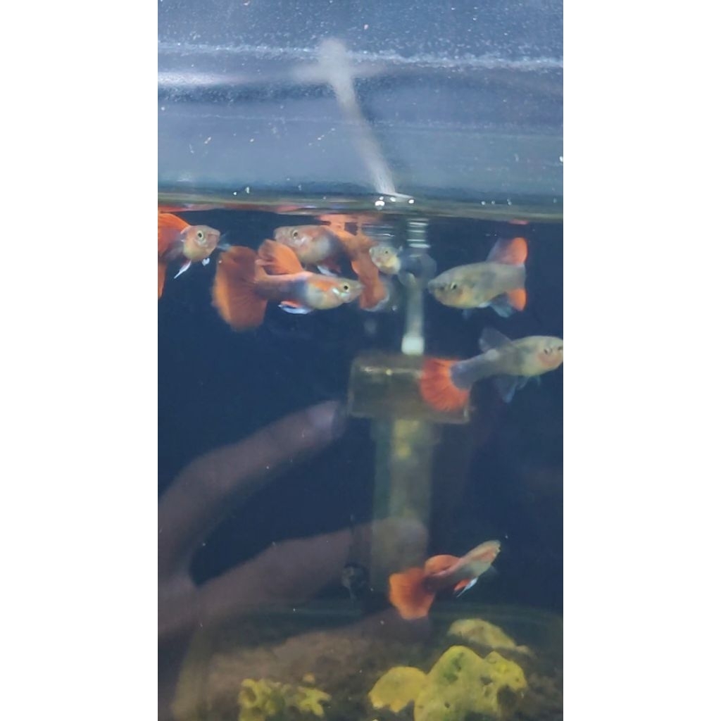Guppy HB red