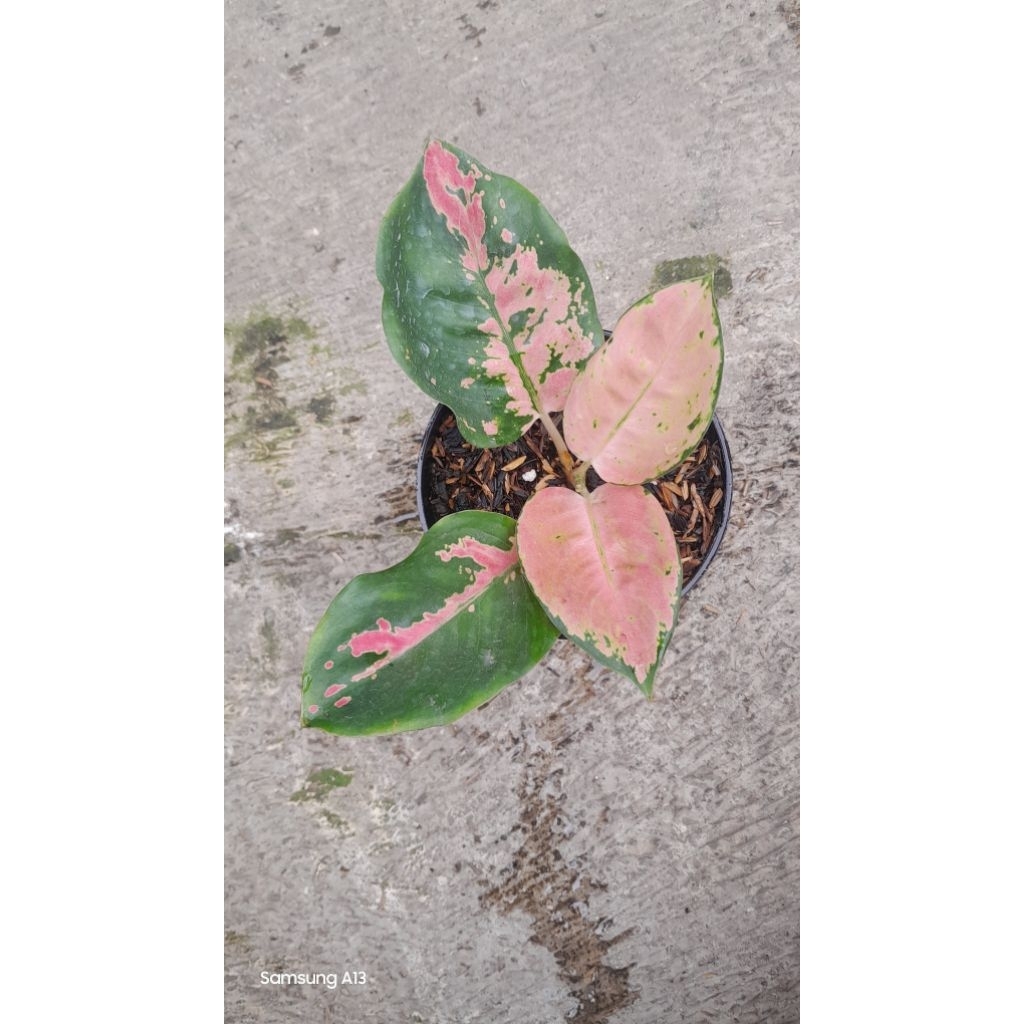 Aglonema Kocin EBONY/EBONI (Size Remaja)