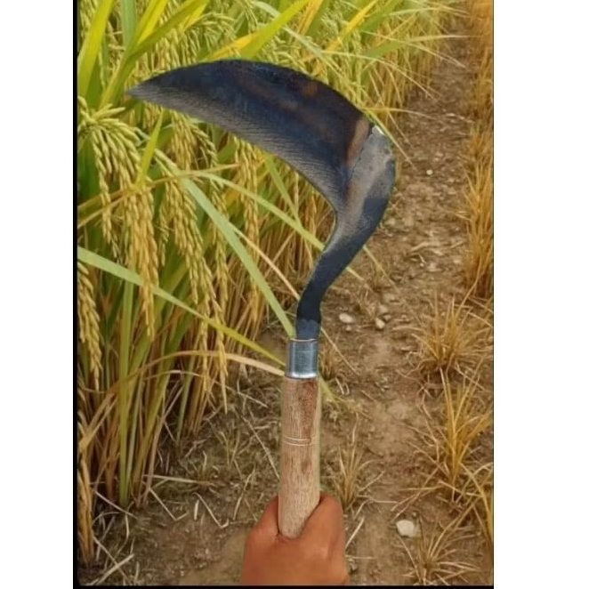 arit pangkas padi rumput ukuran besar
