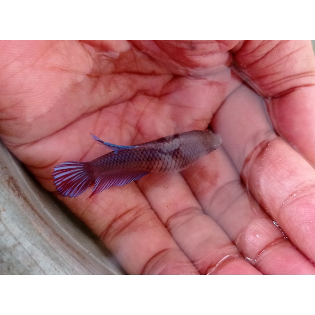 Cupang Betina Aduan Full telur