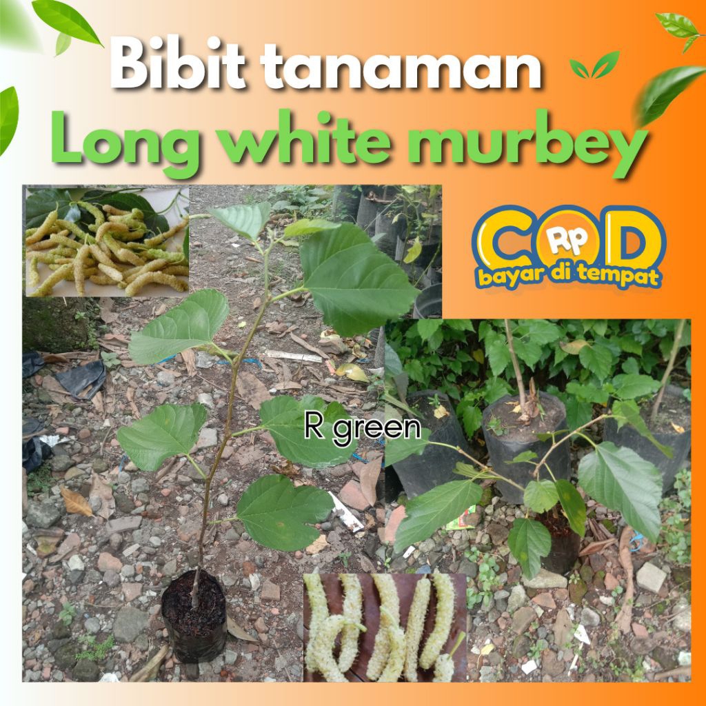 Bibit Long White Murbei import valid ( JAMINAN ASLI )