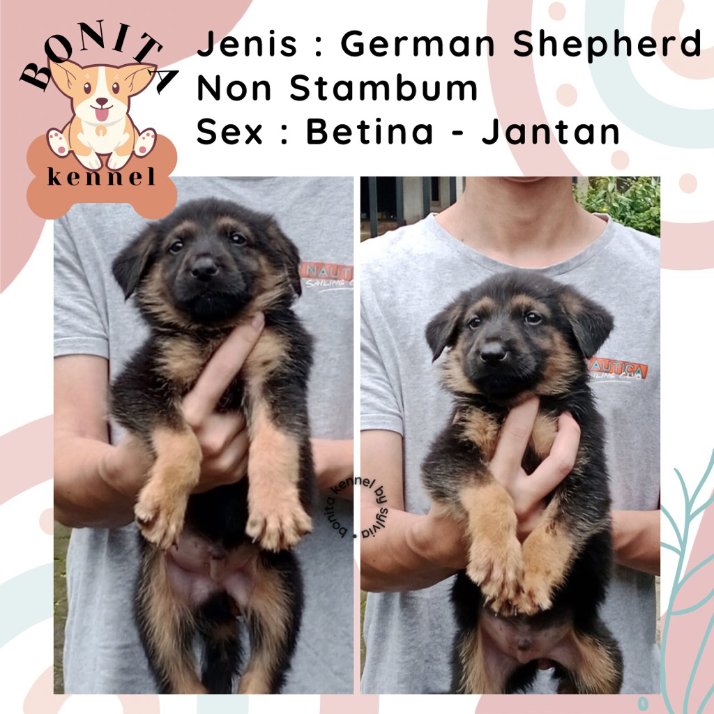 German Shepherd Non Stambum Anak Anjing Herder GSD Jantan Betina