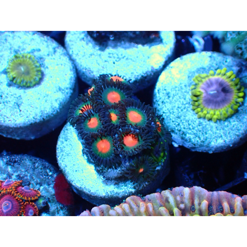 zoa frag wysiwyg hiasan aquarium